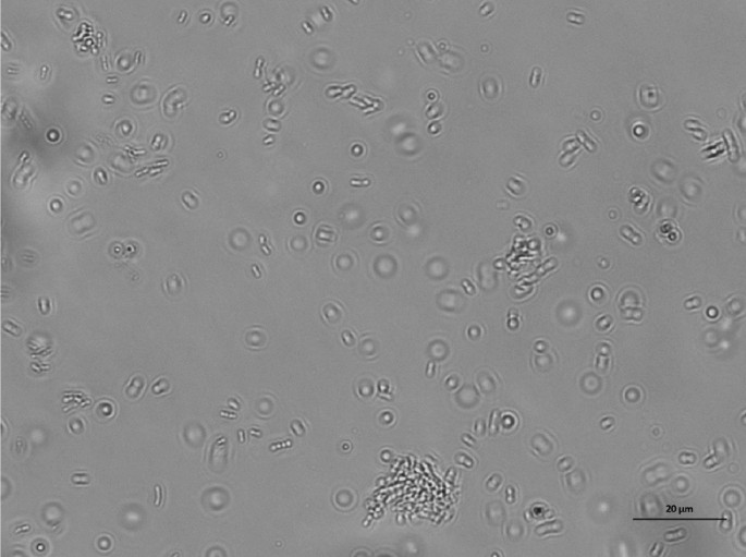 实时监测细菌的动态和相互作用以及生物膜的早期形成 | 科学报告